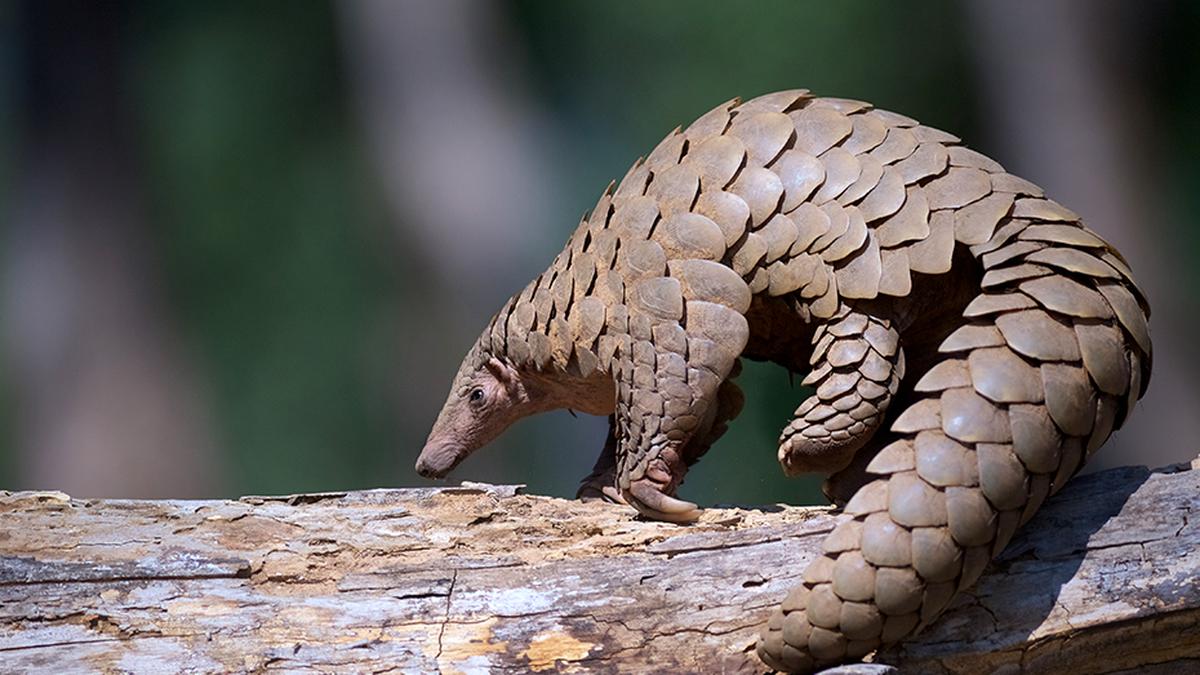 Scientists uncover a scaly surprise with new pangolin species