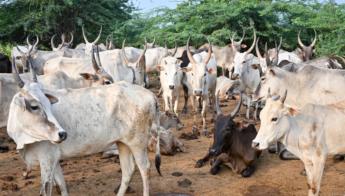 Native breed cattle are raised at Thotiappati village near Madurai, for the sale of bull calves to those who train them for Jallikattu. 
