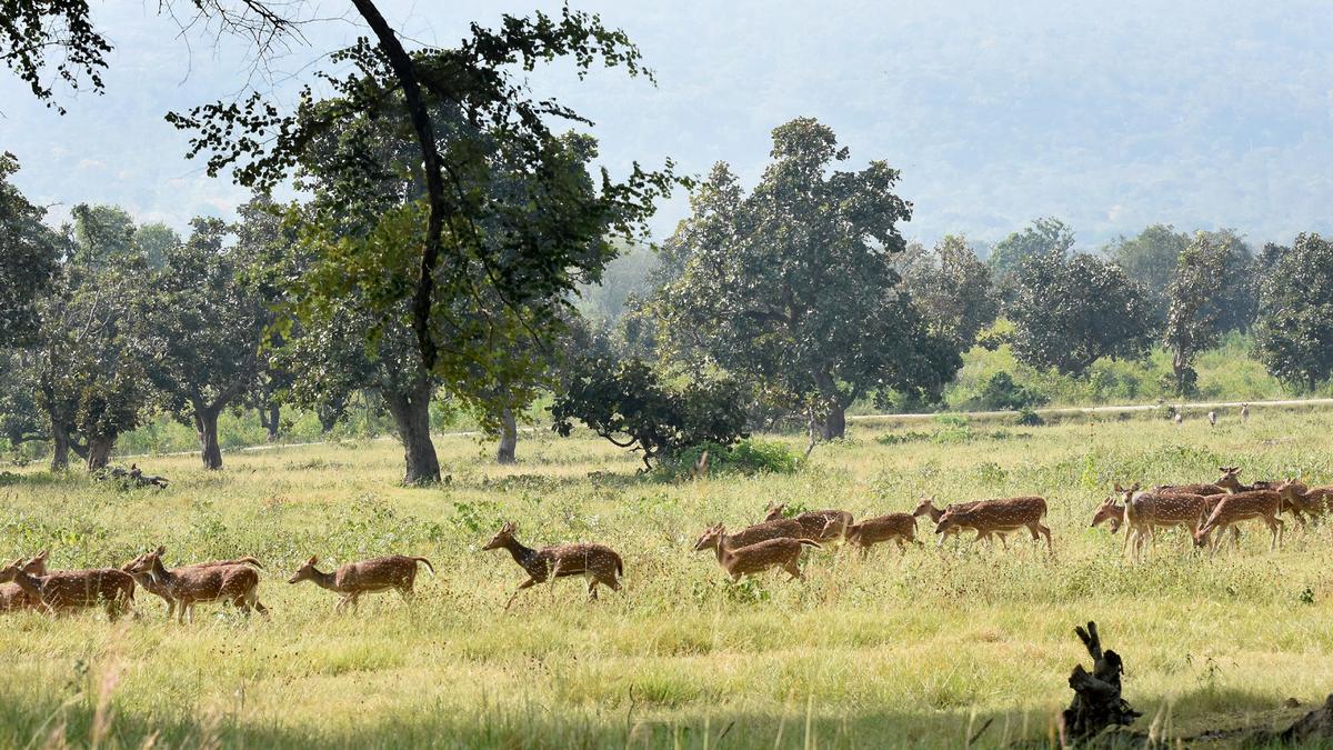 Threat of forest fire ends due to intermittent rains
