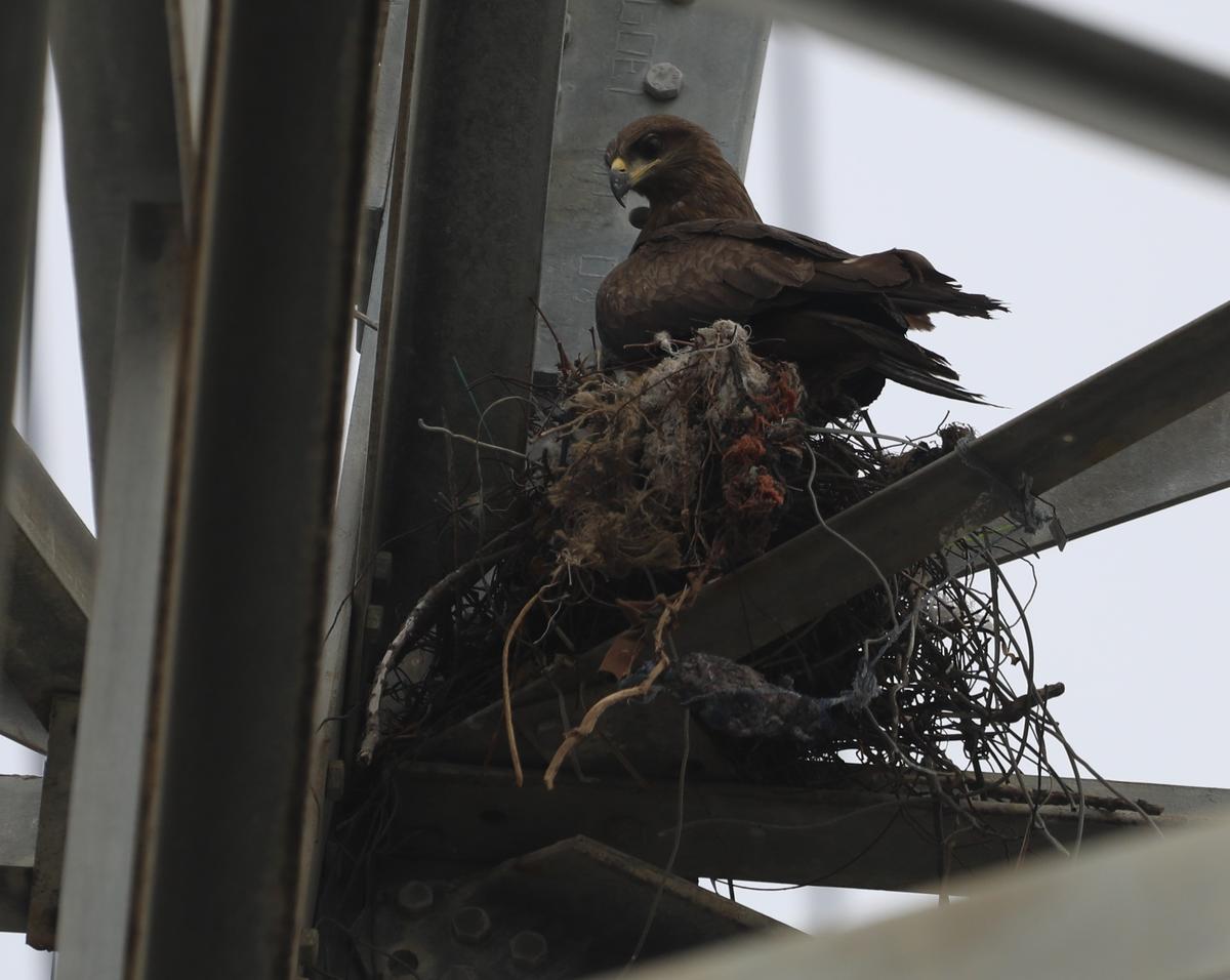 A Black kite adding to its nest on a pylon on Perumbbakam Main Road on January 30, 2025. Photo: Prince Frederick 