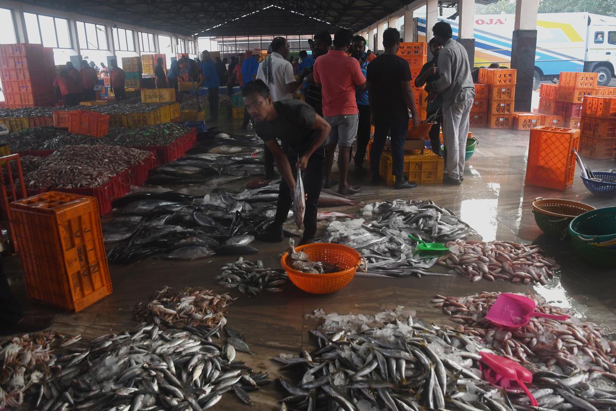 Kerala's freshwater fish are dwindling, and saving them is the need of the  hour