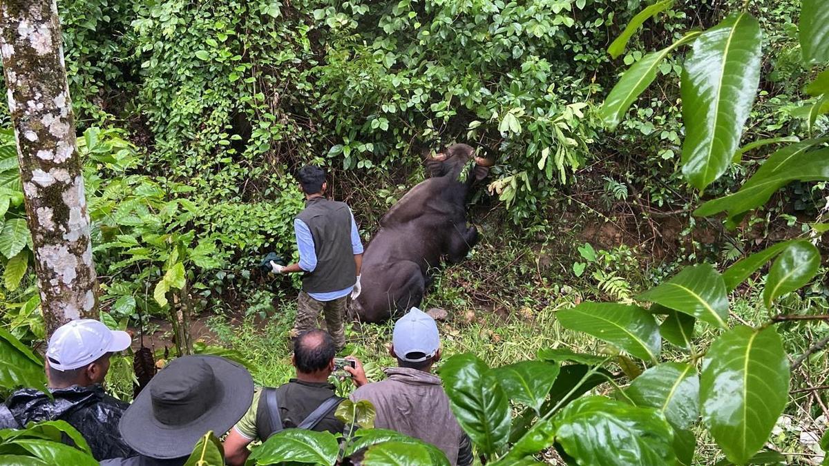 Indian gaur captured in Chikkamagaluru district