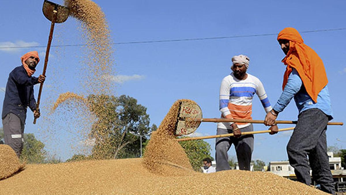 India wheat prices jump to 6-month high on demand, limited supply