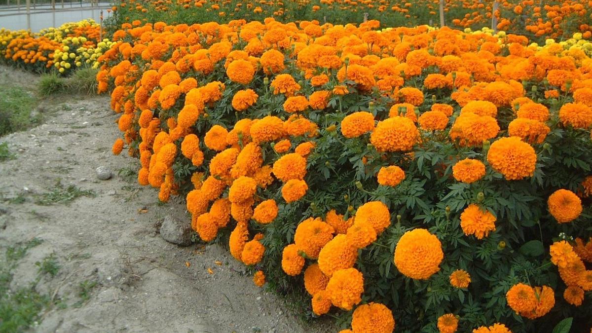 Flower farmers in Kuppam hit by poor demand, supply crisis