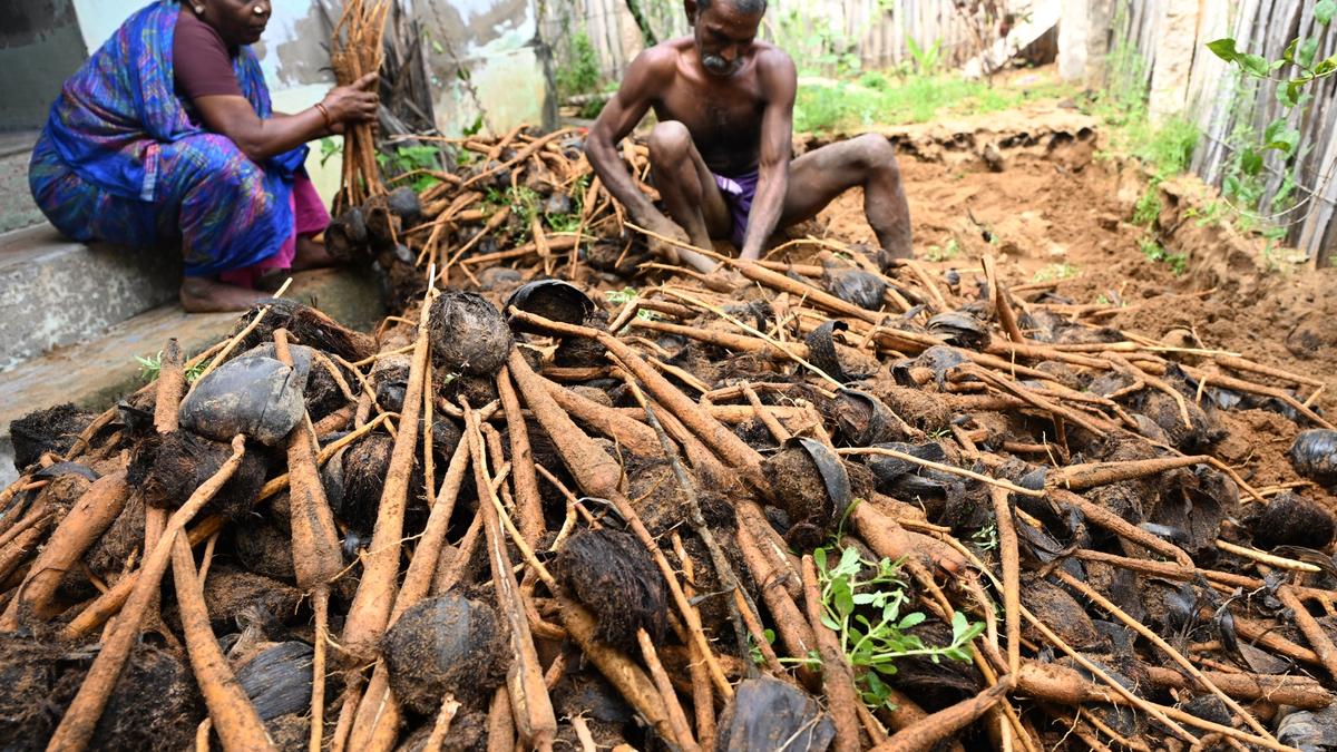 Ahead of Pongal, harvest of palm sprouts in full swing in Ramanathapuram