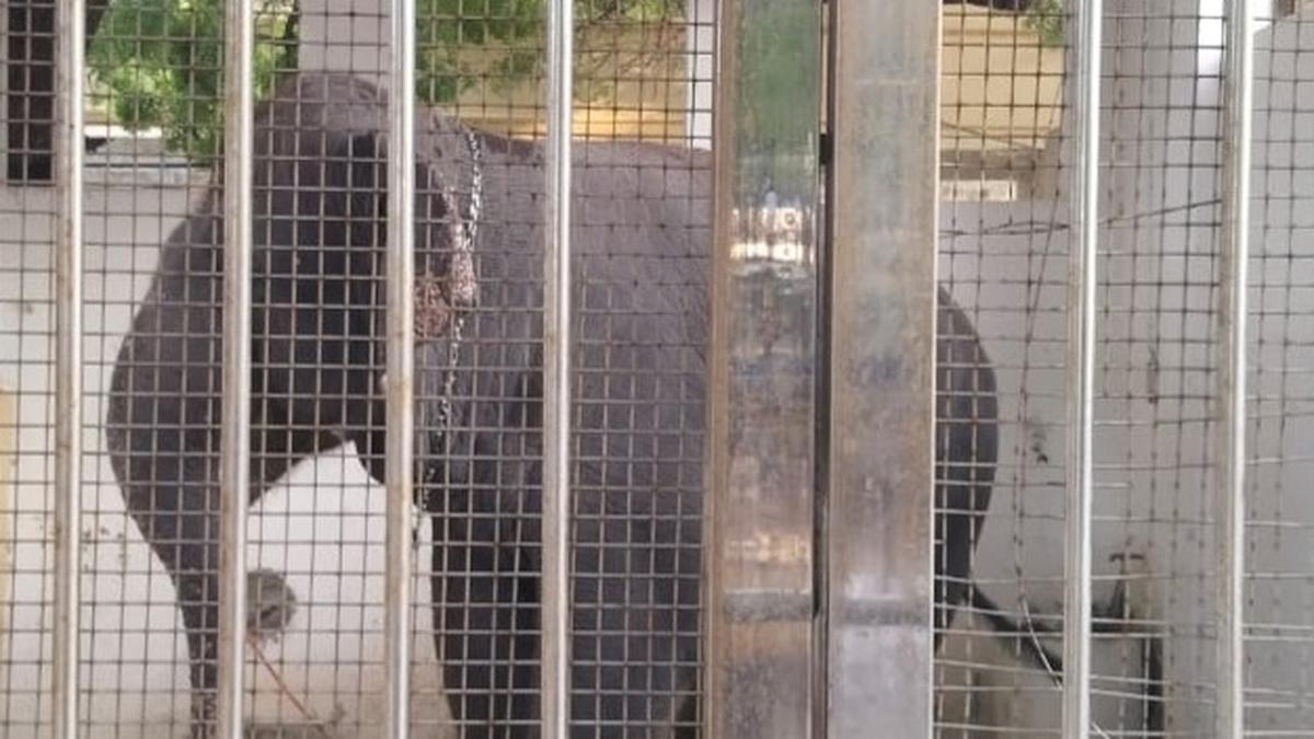 Tiruchendur temple elephant ‘Deivanai’ tramples mahout, his relative, to death