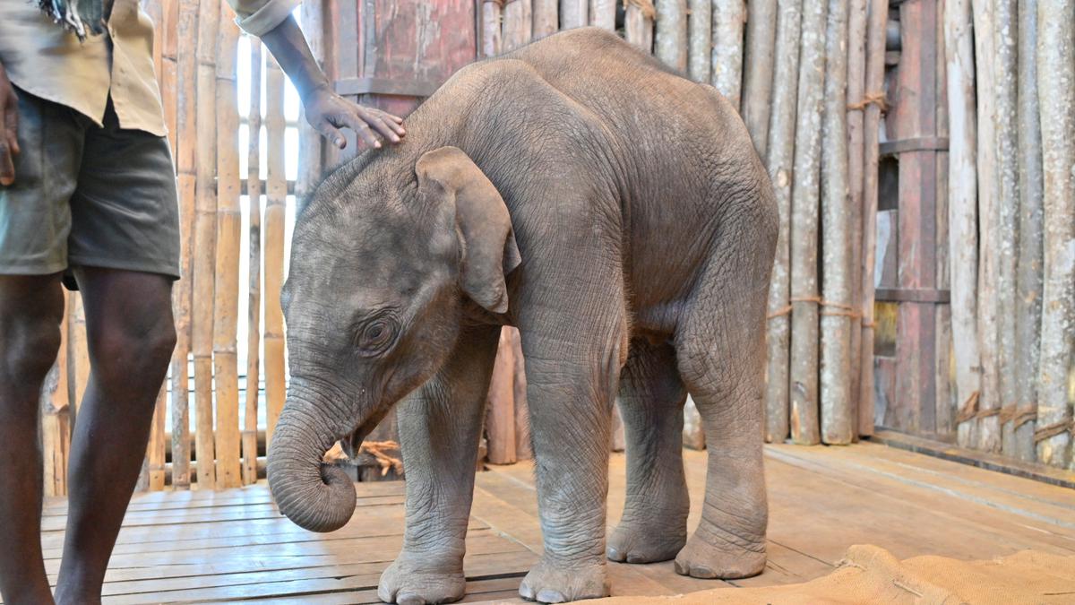 Elephant calf found abandoned near Coimbatore shifted to Theppakadu camp in Mudumalai Tiger Reserve