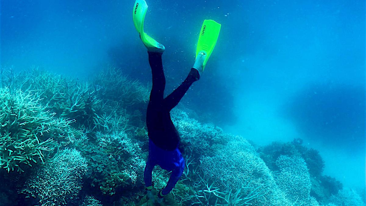 The phenomenon of coral bleaching