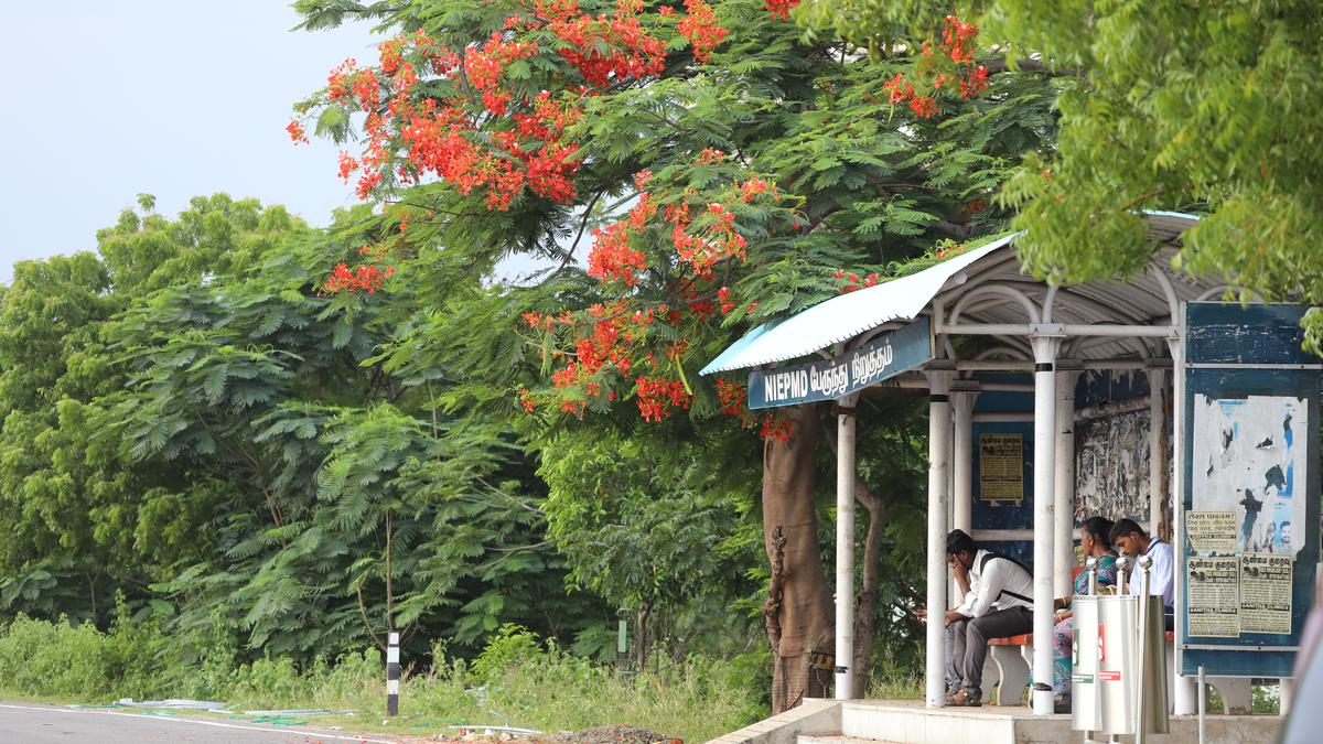 Catch the Gulmohar’s last blush in Chennai 