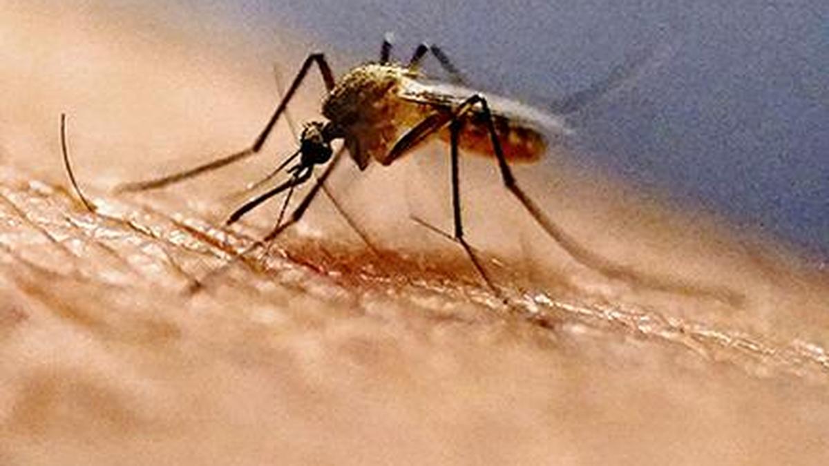 Chikungunya, dengue kill 21 children in crisis-hit Cuba