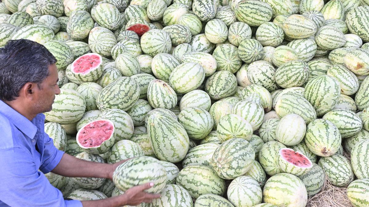 Party workers rely on watermelons to quench their thirst while campaigning