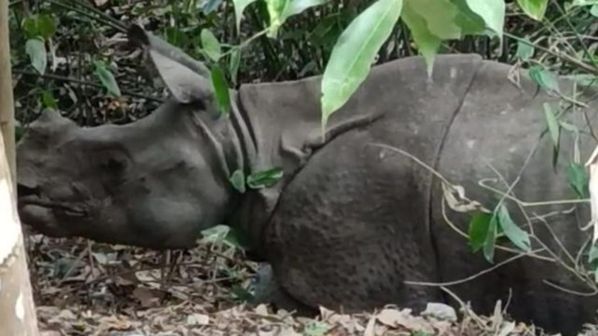 Rhinos seen in Assam reserve forest cleared of encroachers: Assam CM Himanta