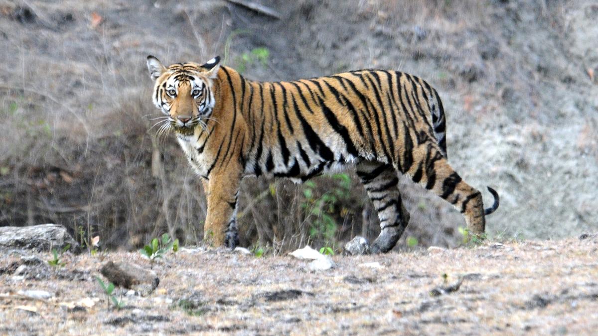 NTCA recommendations on declaring Nugu Wildlife Sanctuary as core area of Bandipur yet to be implemented