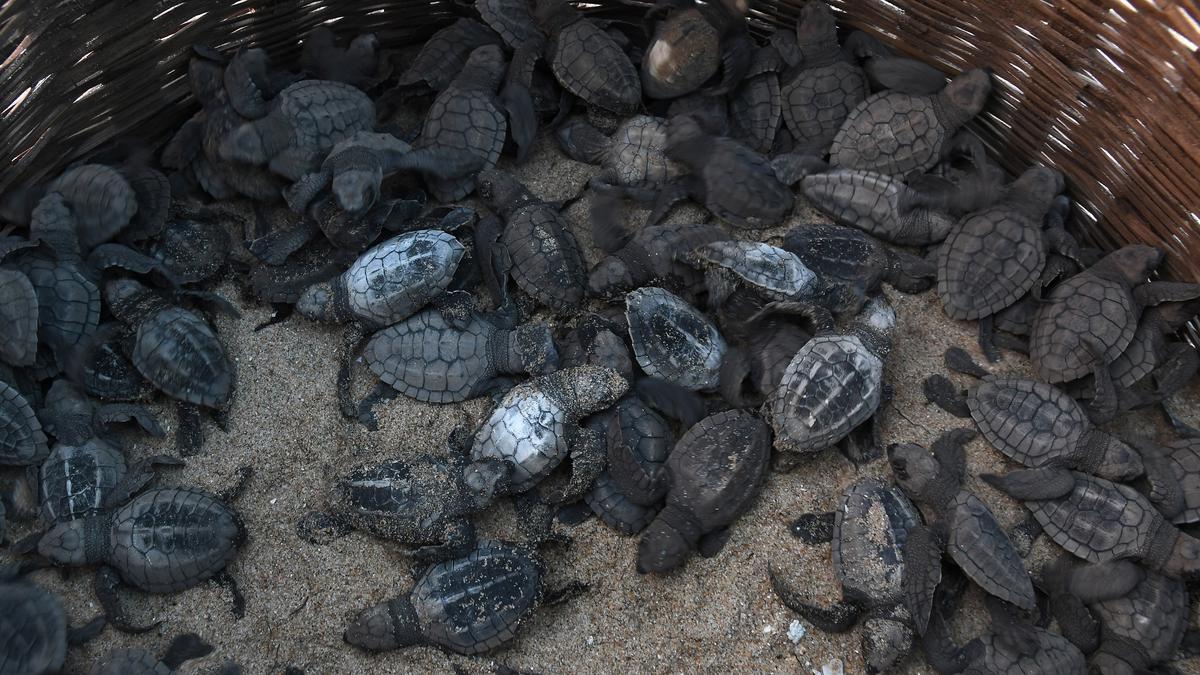 Over 22,000 Olive Ridley hatchlings make their way into sea along ...