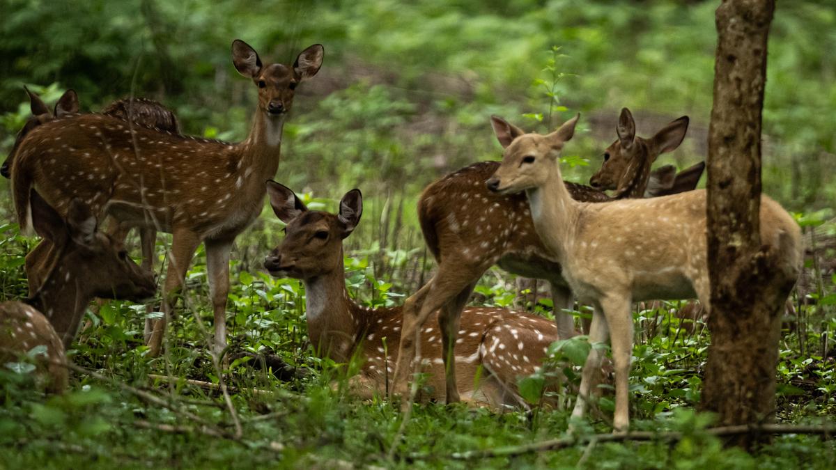 Albino deer captured on camera in Kabini