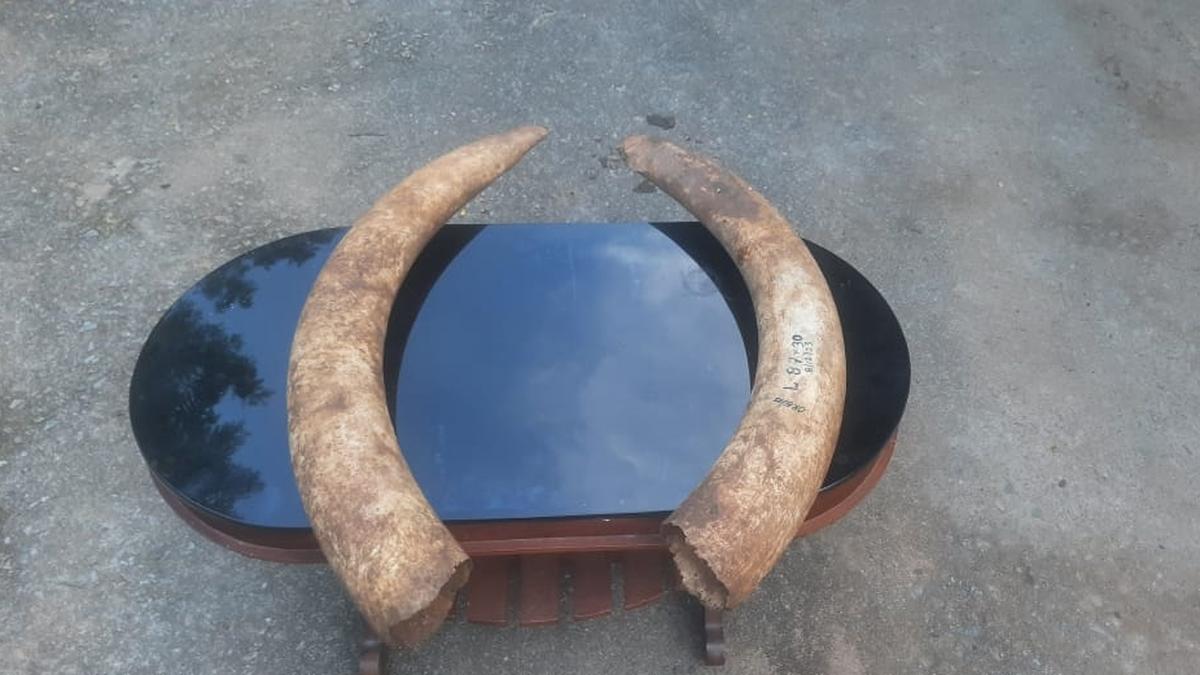 Now, Gorkha Rifles seek ivory from Kerala for display at unit; Forest dept. rejects request