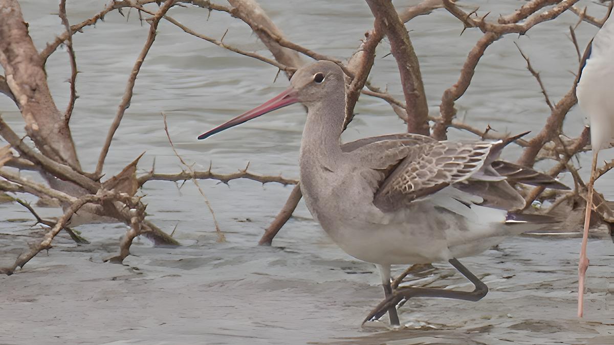 Black-tailed godwit sighted in Erode