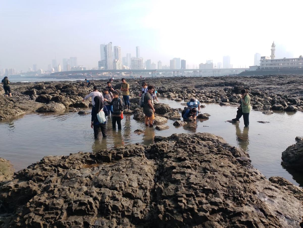 Participants at the Intertidal Bioblitz in Mumbai.