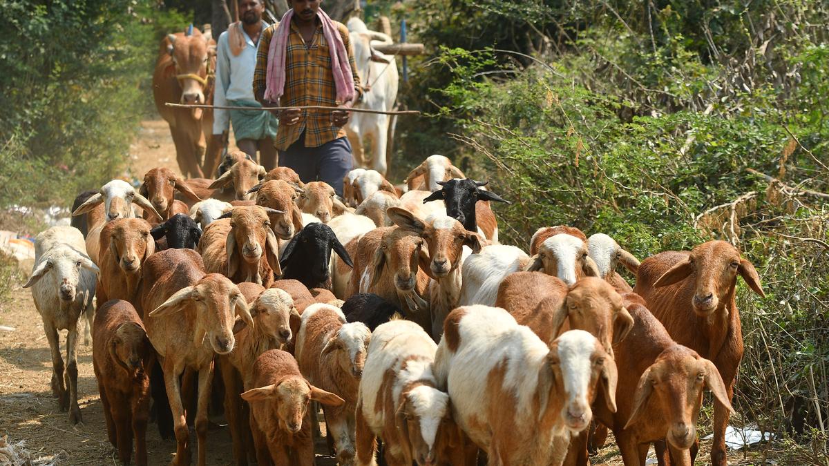 Over 100% increase in meat production in Telangana, prawns production increased by 98%