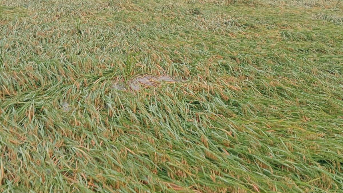 Heavy rain brings copious storage into dams in Virudhunagar district