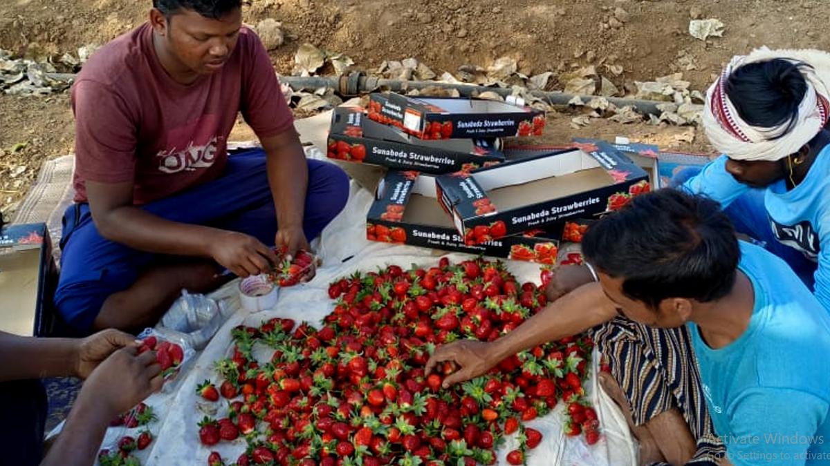 Strawberry farming making waves in tribal heartland of Odisha 