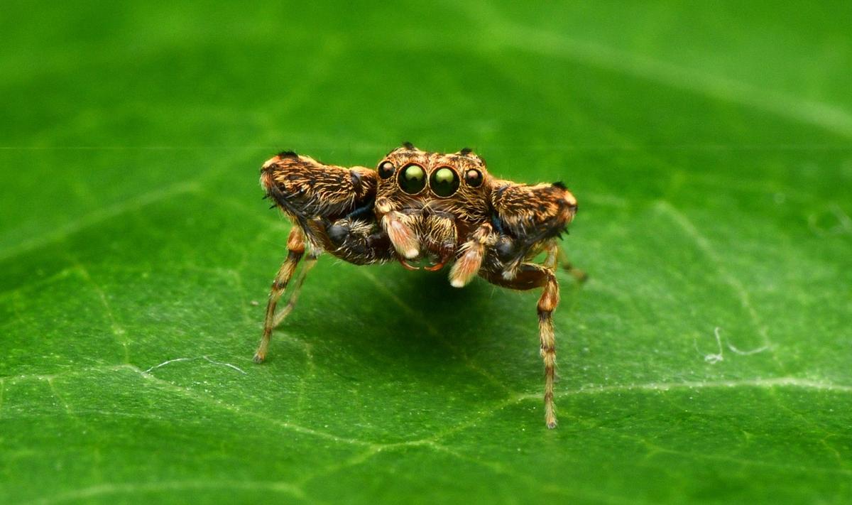 Researchers discover new species of spider in a Chikkamagaluru village,  name it after 'Malenadu' - The Hindu