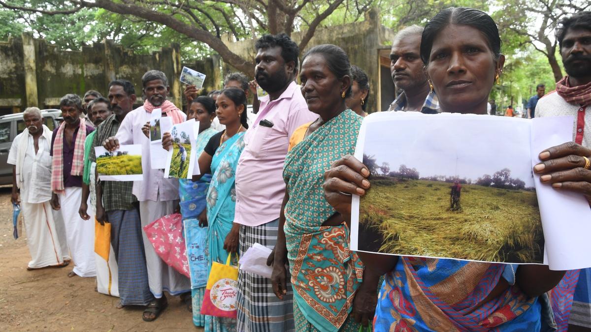 Rain flattens paddy cultivated on over 1,500 acres; affected farmers seek compensation