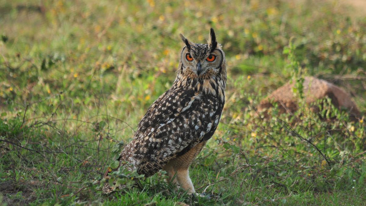 Indian Eagle-Owl
