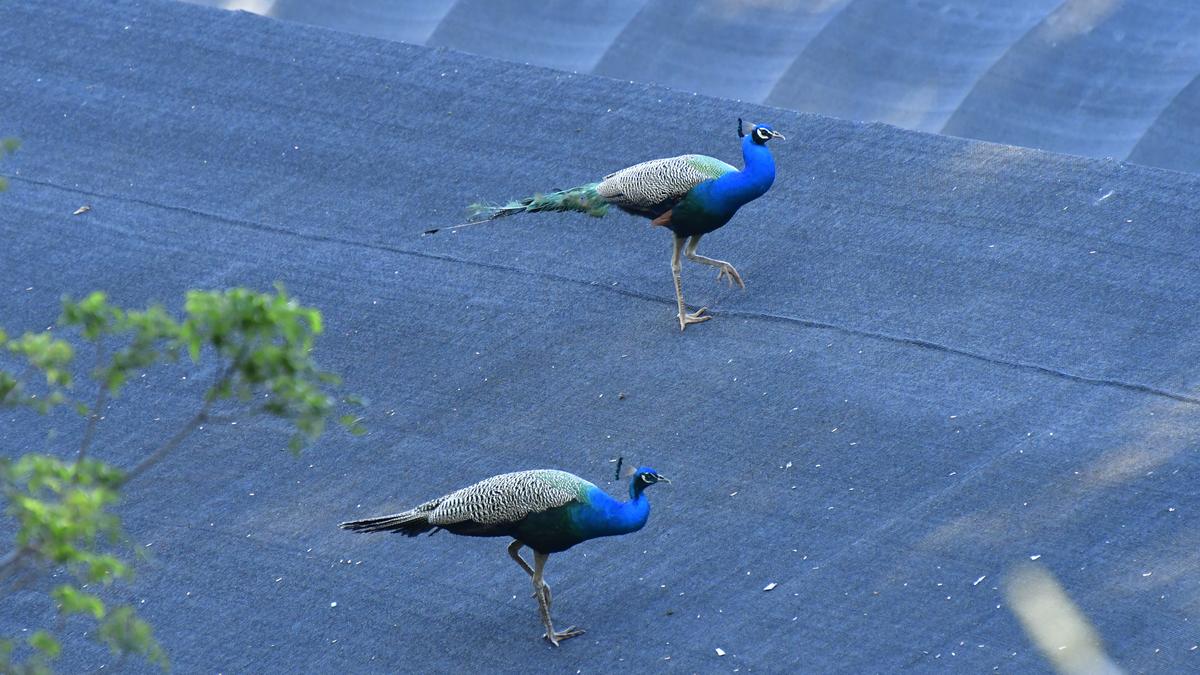 Rising peacock population at Kannur airport raises safety concerns