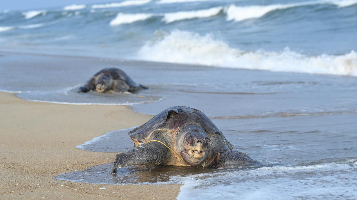 Tamil Nadu to conduct telemetry study on Olive Ridley sea turtles to identify movement routes, hotspots