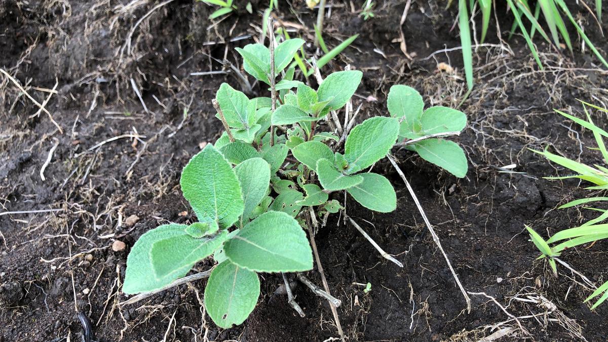 Chokramudi hills witness vast destruction of Neelakurinji plants