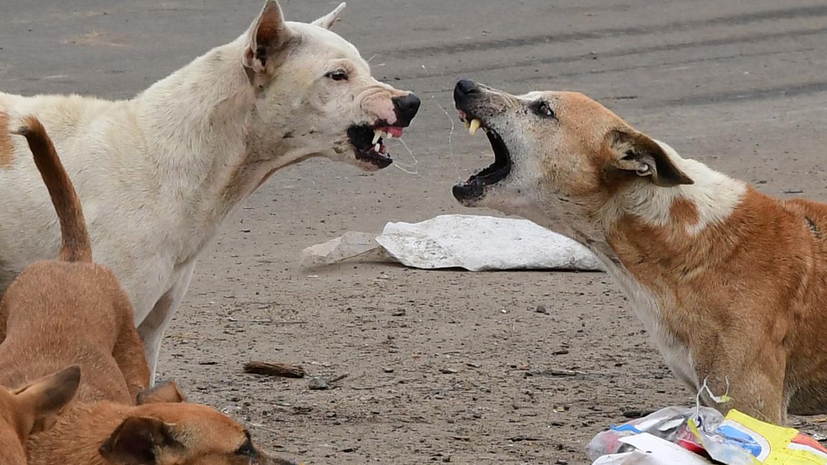Kalakshetra Colony echoes countrywide debate on community dogs The Hindu