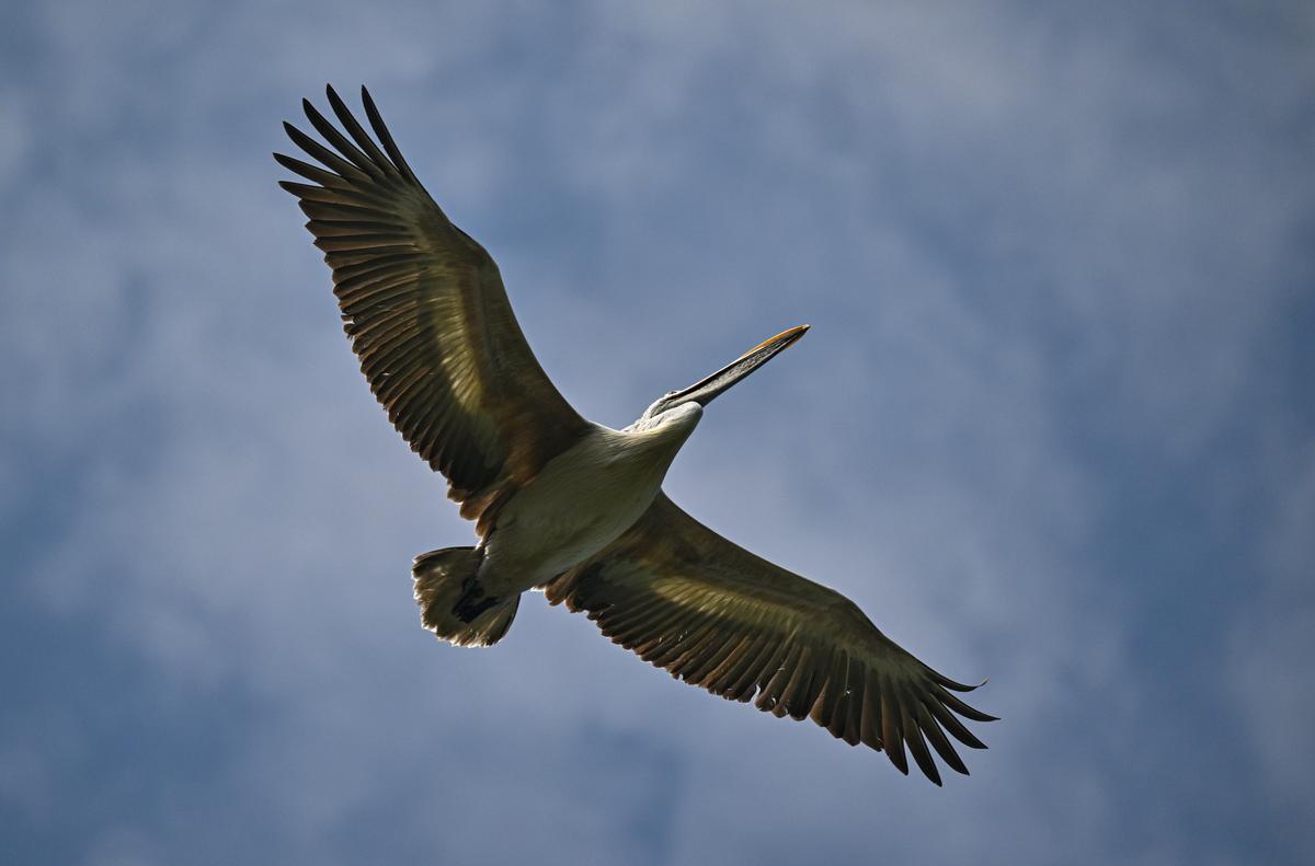 5 km from Visakhapatnam is a pelin on a flight in Telenielapuram village of Srikakulam district.