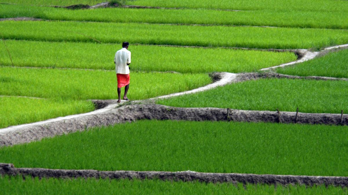 Kerala government promulgates rules to grant unrestricted land use rights to farmers settled on assigned land