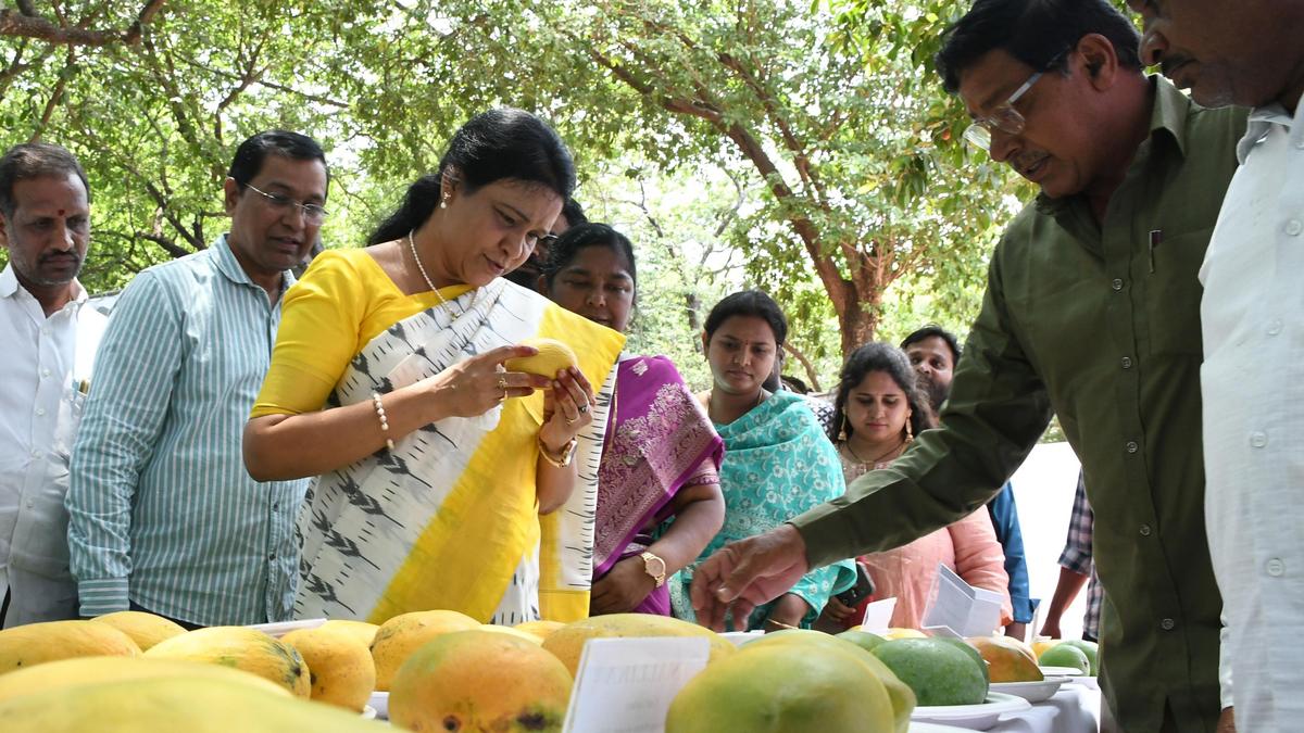 Sangareddy Fruit Research Centre distributes 2 lakh saplings to farmers annually