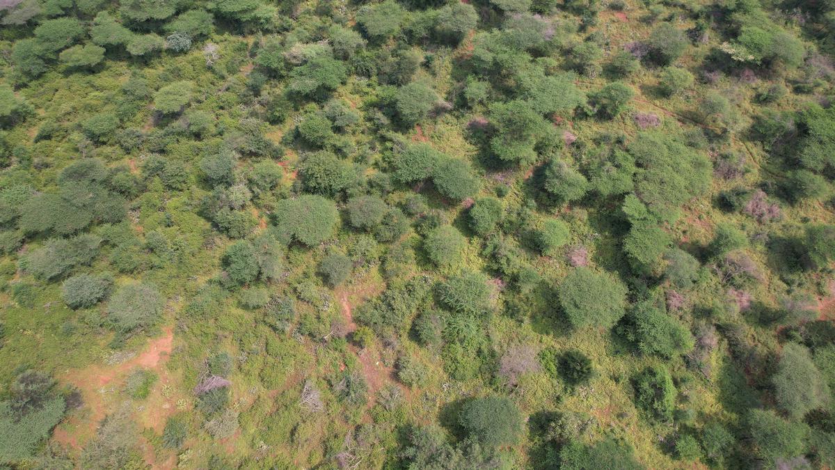 Model plot for Tamil Nadu’s grassland restoration project getting ready in Sirumugai forests near Coimbatore