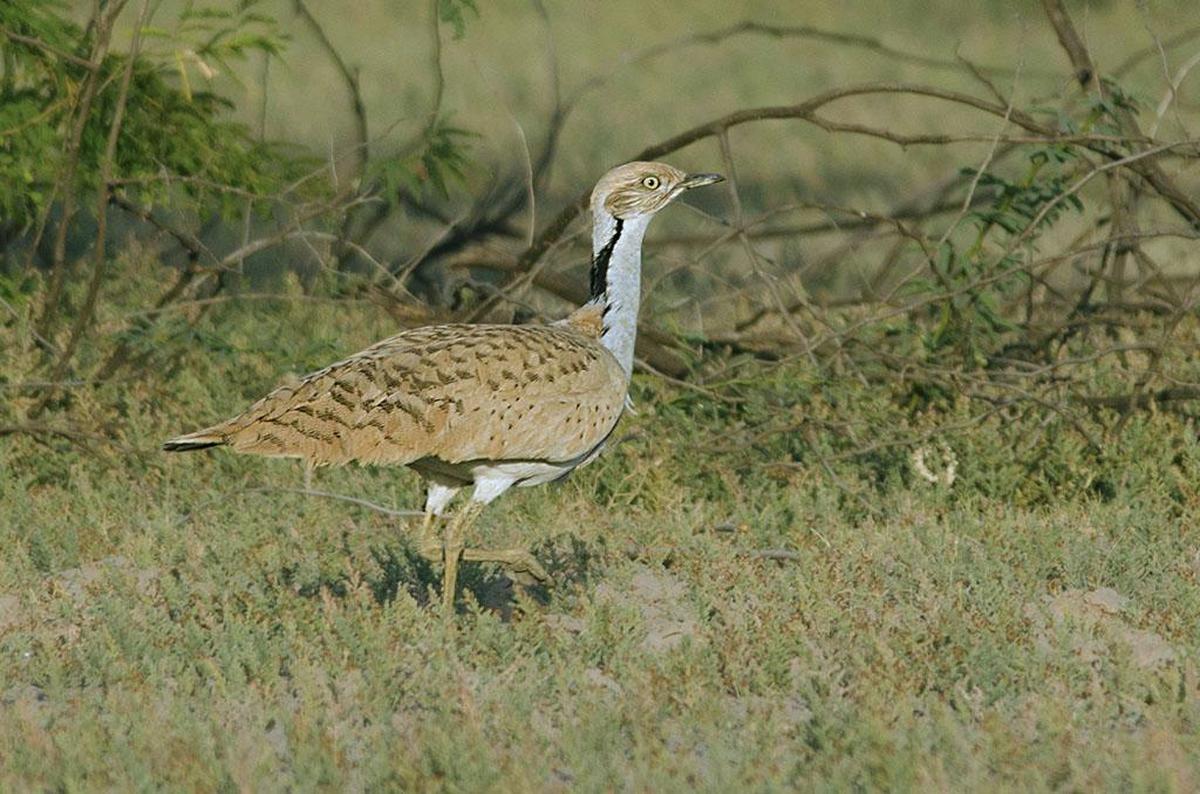 MacQueen’s bustard in the Greater Rann of Kutch.