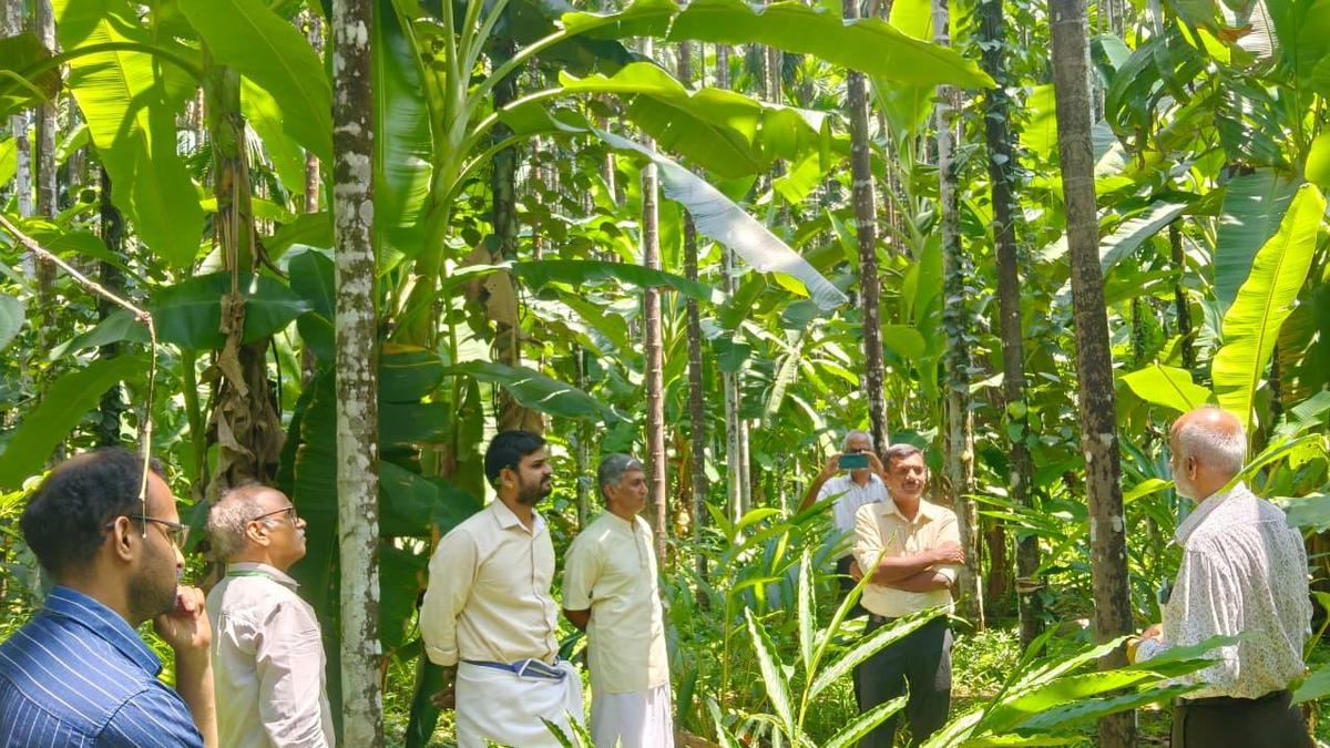Leaf spot disease in arecanut: Field demonstrations on disease management to complete a year in June
