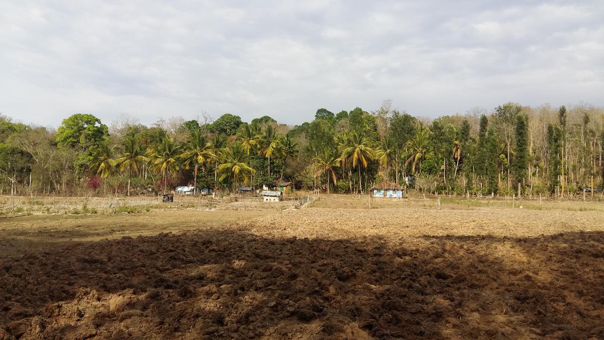 Trip to Chettyalathur tribal colony in Wayanad Wildlife Sanctuary reveals settlers’ plight