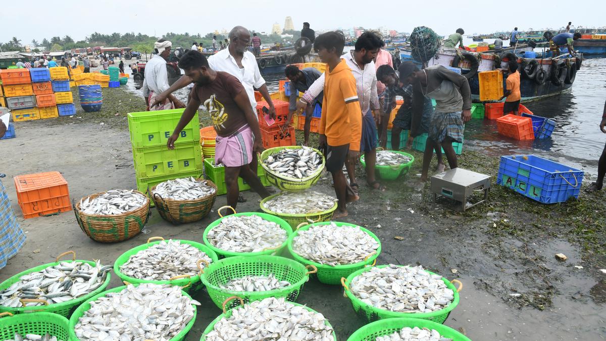 Sri Lankan Navy detains 21 more Rameswaram fishermen on poaching charges; 64 fishers from Ramanathapuram arrested in a fortnight