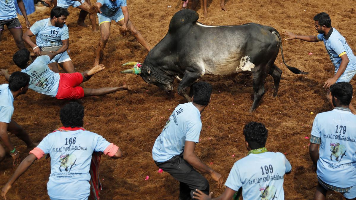 Jallikattu upheld by SC | PETA India says exploring legal remedies