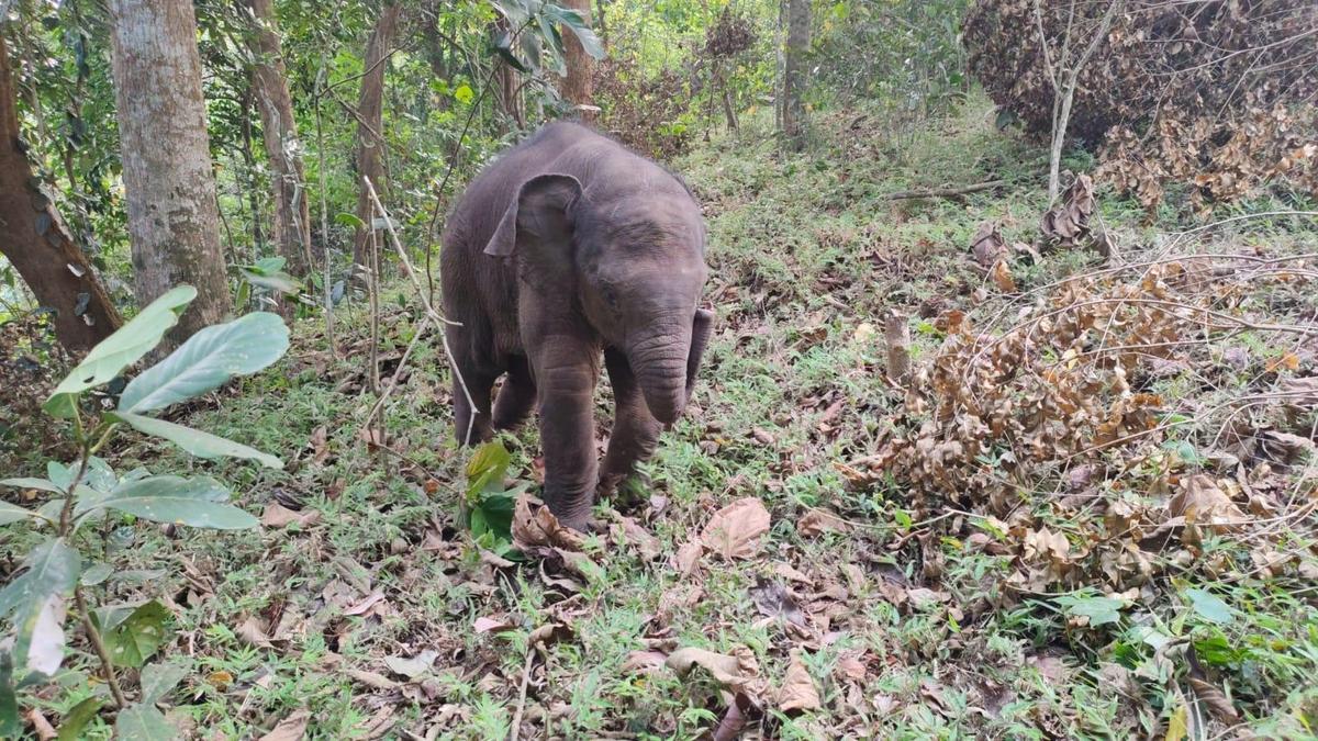 Elephant calf rescued from O’Valley in Gudalur