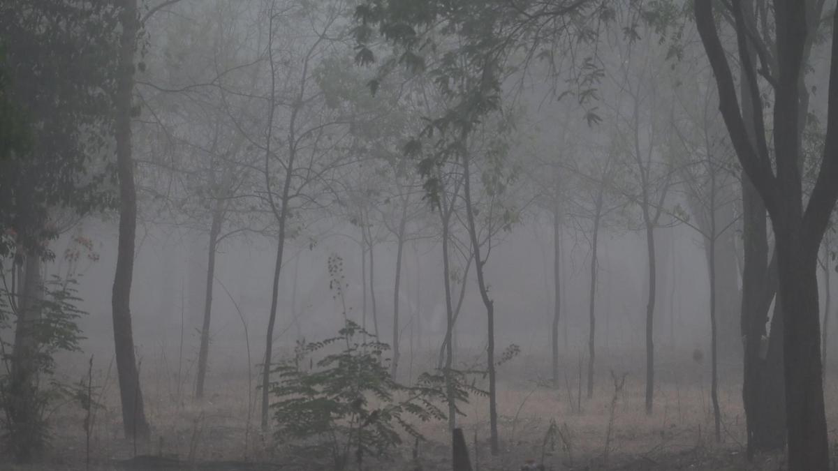 Summer rains drench forest areas of Coimbatore, reduce fire risks