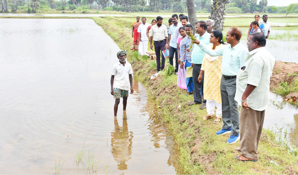 Crop damage assessed by Director of Agriculture in Mayiladuthurai