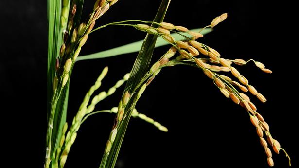 Pantoea ananatis identified in rice in Kuttanad for first time