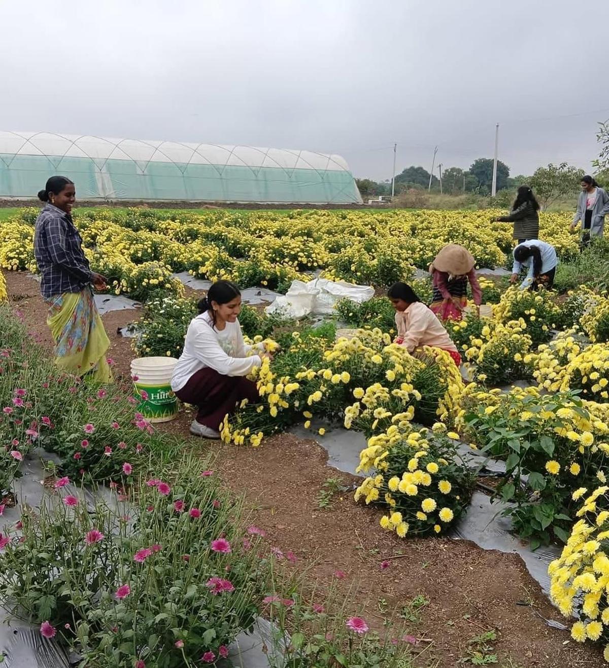 Visitors at flower fields Visitors at flower fields