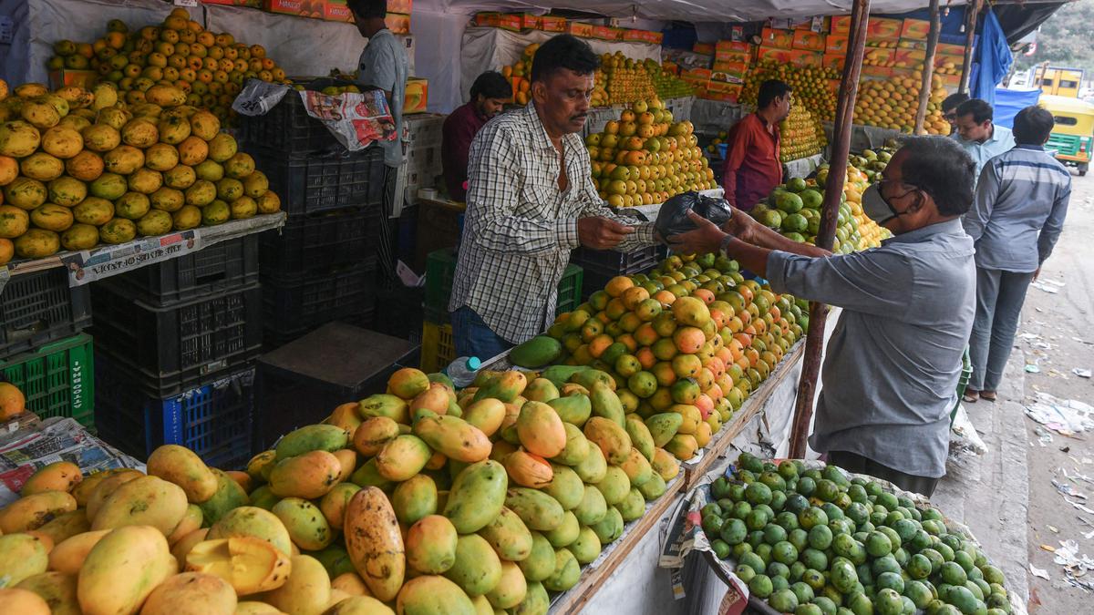 Better quality of mangoes to start arriving in markets soon