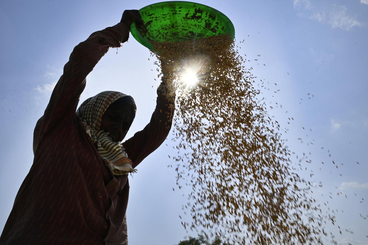 A woman farmer trying to separate paddy from chaff in Devalamma Nagaram village of Choutuppal mandal in Yadadri Bhuvanagiri district on Thursday.