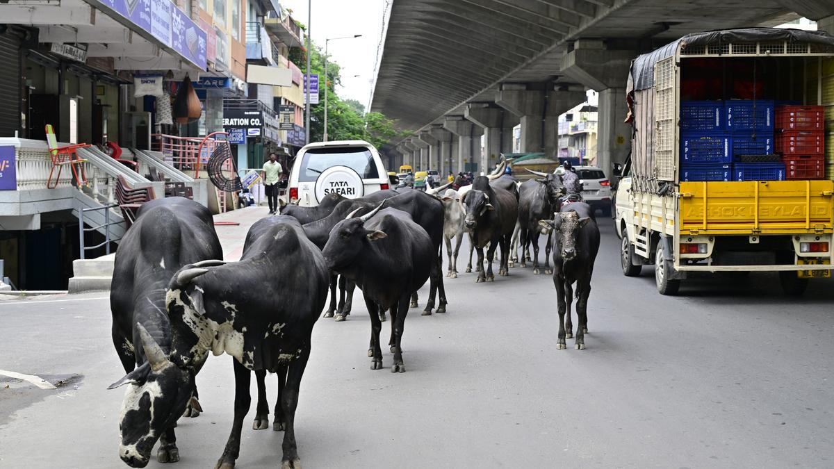 Abandoned animals on the road: BTP writes to BBMP to address problem 