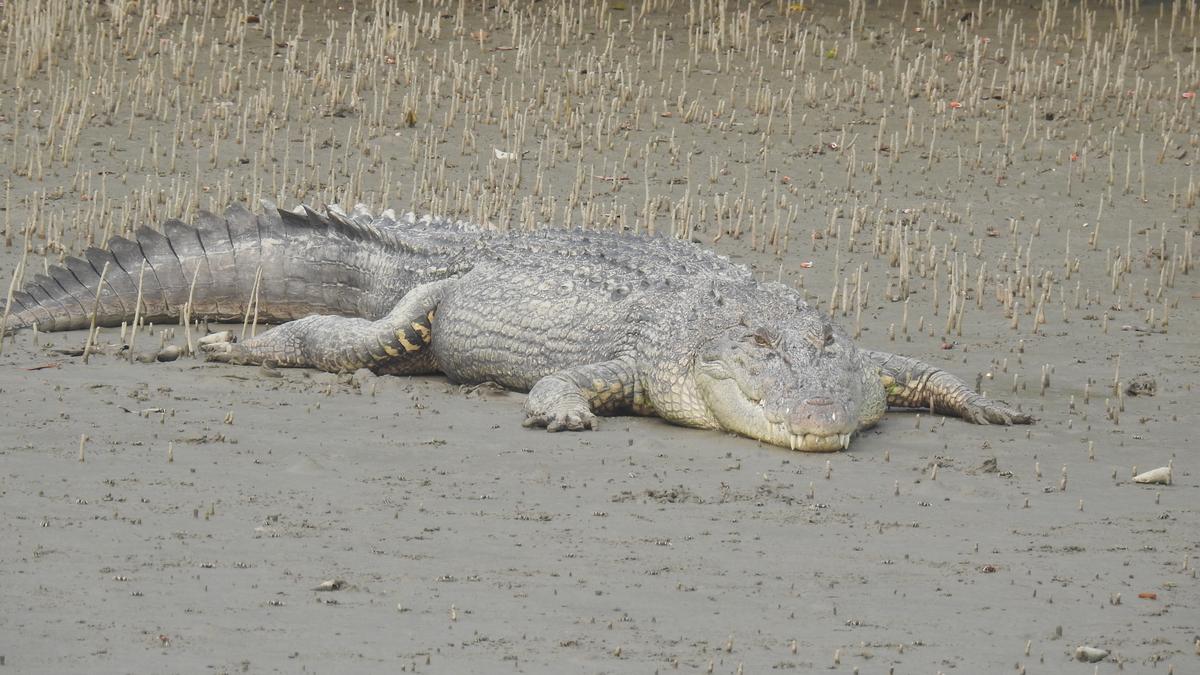 World Crocodile Day: Odisha’s pioneering efforts have made it a leader in crocodile conservation